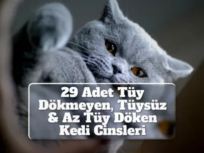 29 Adet Tüy Dökmeyen, Tüysüz & Az Tüy Döken Kedi Cinsleri