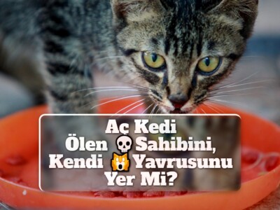 Aç Kedi Ölen Sahibini, Kendi Yavrusunu Yer Mi?