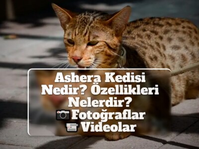 Ashera Kedisi Nedir? Özellikleri Nelerdir? [Fotoğraflar, Videolar]