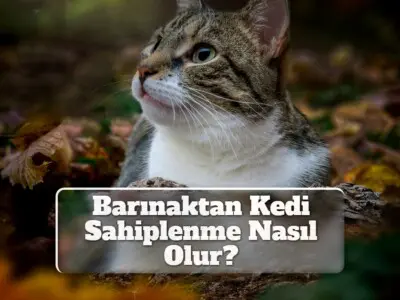 Barınaktan Kedi Sahiplenme Nasıl Olur? [Detaylı]