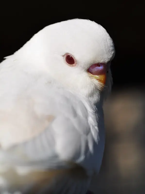 Beyaz Muhabbet Kuşu Cinsleri Hangileridir?