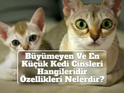 Büyümeyen Ve En Küçük Kedi Cinsleri Hangileridir? Özellikleri Nelerdir?