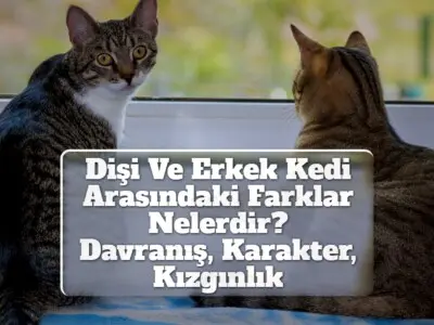 Dişi Ve Erkek Kedi Arasındaki Farklar Nelerdir? [Davranış, Karakter, Kızgınlık]