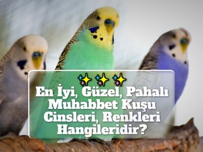 En İyi, Güzel, Pahalı Muhabbet Kuşu Cinsleri, Renkleri Hangileridir?