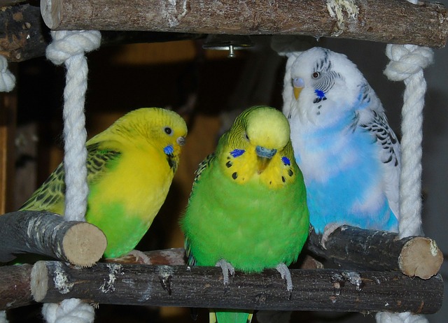 En İyi, Güzel, Pahalı Muhabbet Kuşu Cinsleri, Renkleri Hangileridir?