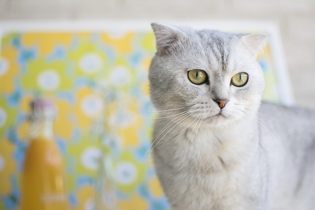 En Zeki – Akıllı Kedi Cinsleri Hangileridir? Zeki Kediler Listesi
