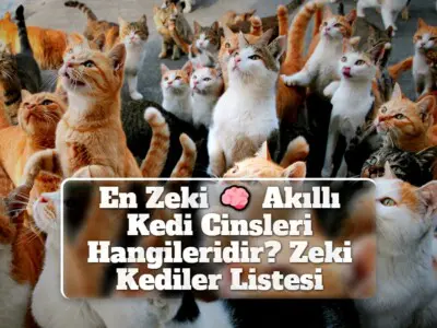 En Zeki – Akıllı Kedi Cinsleri Hangileridir? Zeki Kediler Listesi