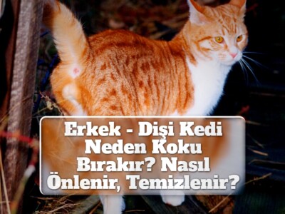 Erkek – Dişi Kedi Neden Koku Bırakır? Nasıl Önlenir, Temizlenir?