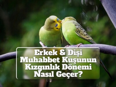 Erkek & Dişi Muhabbet Kuşunun Kızgınlık Dönemi Nasıl Geçer?