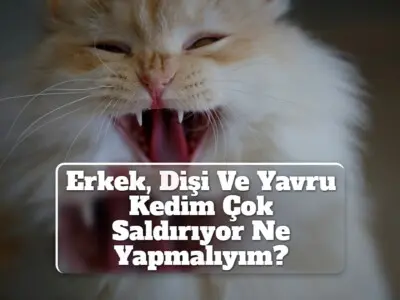 Erkek, Dişi Ve Yavru Kedim Çok Saldırıyor Ne Yapmalıyım?