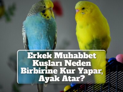 Erkek Muhabbet Kuşları Neden Birbirine Kur Yapar, Ayak Atar?