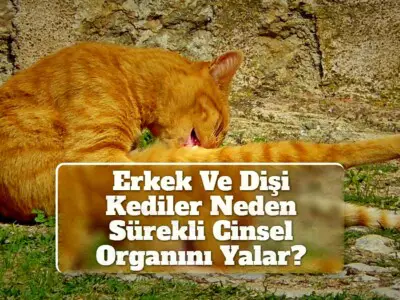 Erkek Ve Dişi Kediler Neden Sürekli Cinsel Organını Yalar?