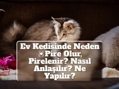 Ev Kedisinde Neden Pire Olur, Pirelenir? Nasıl Anlaşılır? Ne Yapılır?