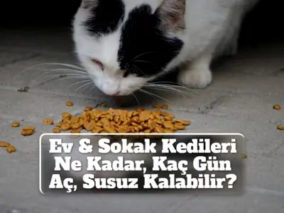 Ev & Sokak Kedileri Ne Kadar, Kaç Gün Aç, Susuz Kalabilir?