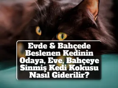 Evde & Bahçede Beslenen Kedinin Odaya, Eve, Bahçeye Sinmiş Kedi Kokusu Nasıl Giderilir?