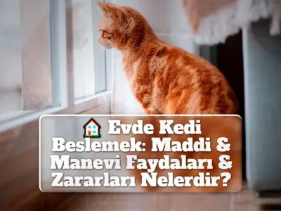 Evde Kedi Beslemek: Maddi & Manevi Faydaları & Zararları Nelerdir?