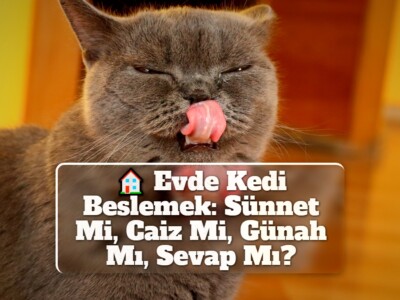 Evde Kedi Beslemek: Sünnet Mi, Caiz Mi, Günah Mı, Sevap Mı?