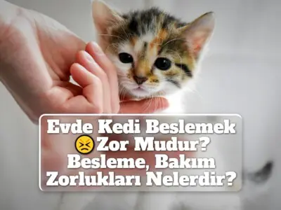 Evde Kedi Beslemek Zor Mudur? Besleme, Bakım Zorlukları Nelerdir?