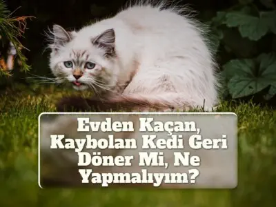 Evden Kaçan, Kaybolan Kedi Geri Döner Mi, Ne Yapmalıyım?