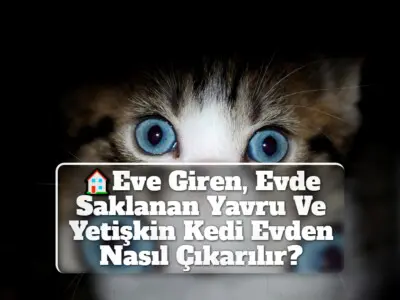 Eve Giren, Evde Saklanan Yavru Ve Yetişkin Kedi Evden Nasıl Çıkarılır?