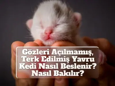 Gözleri Açılmamış, Terk Edilmiş Yavru Kedi Nasıl Beslenir? Nasıl Bakılır?