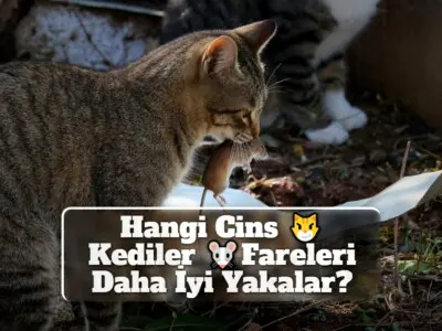 Hangi Cins Kediler Fareleri Daha İyi Yakalar?