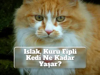 Islak, Kuru Fipli Kedi Ne Kadar Yaşar?