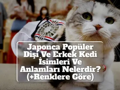 Japonca Popüler Dişi Ve Erkek Kedi İsimleri Ve Anlamları Nelerdir? (Renklere Göre)