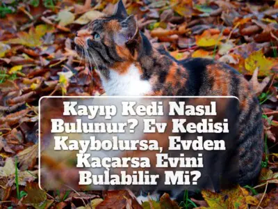 Kayıp Kedi Nasıl Bulunur? Ev Kedisi Kaybolursa, Evden Kaçarsa Evini Bulabilir Mi?