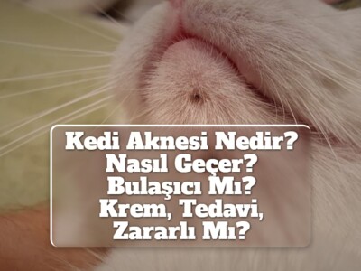 Kedi Aknesi Nedir? Nasıl Geçer? Bulaşıcı Mı? [Krem, Tedavi, Zararlı Mı?]