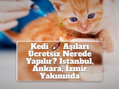 Kedi Aşıları Ücretsiz Nerede Yapılır? İstanbul, Ankara, İzmir Yakınında