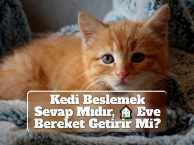 Kedi Beslemek Sevap mıdır? Eve Bereket Getirir mi?