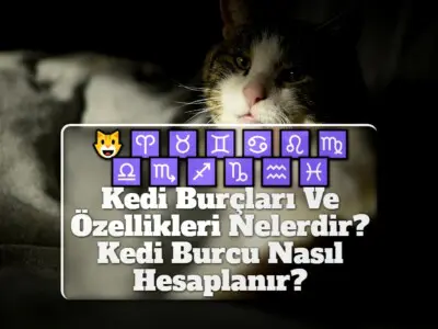 Kedi Burçları Ve Özellikleri Nelerdir? Kedi Burcu Nasıl Hesaplanır?