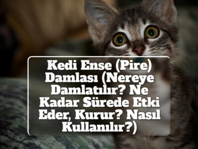 Kedi Ense (Pire) Damlası (Nereye Damlatılır Ne Kadar Sürede Etki Eder, Kurur? Nasıl Kullanılır?)