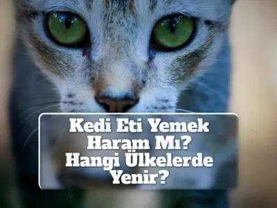 Kedi Eti Yemek [Haram Mı? Hangi Ülkelerde Yenir?]