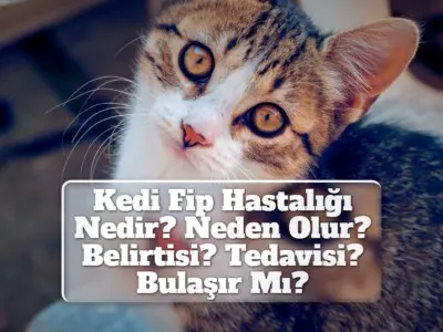 Kedi Fip Hastalığı Nedir? Neden Olur? Belirtisi? Tedavisi? Bulaşır Mı?