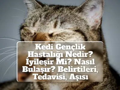 Kedi Gençlik Hastalığı Nedir İyileşir Mi? Nasıl Bulaşır? Belirtileri, Tedavisi, Aşısı