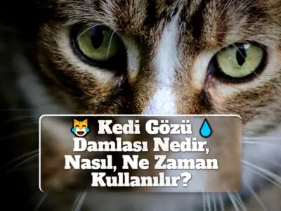 Kedi Gözü Damlası Nedir, Nasıl, Ne Zaman Kullanılır?