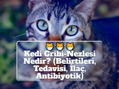 Kedi Gribi-Nezlesi Nedir? (Belirtileri, Tedavisi, İlaç, Antibiyotik)