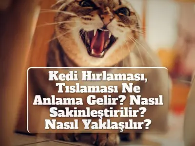 Kedi Hırlaması, Tıslaması Ne Anlama Gelir? Nasıl Sakinleştirilir? Nasıl Yaklaşılır?