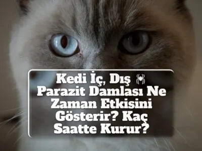 Kedi İç, Dış Parazit Damlası Ne Zaman Etkisini Gösterir? Kaç Saatte Kurur?