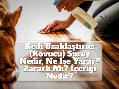 Kedi İç Parazit Hapı (Nasıl Verilir, Ne Kadar, Kaç Ayda Bir, Nereden Alınır?)