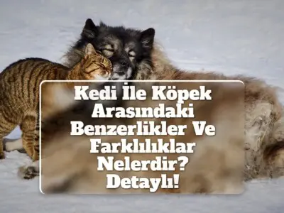 Kedi İle Köpek Arasındaki Benzerlikler Ve Farklılıklar Nelerdir? [Detaylı!]