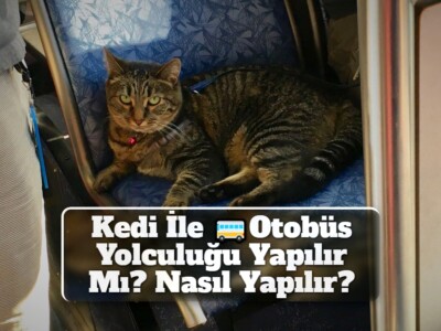 Kedi İle Otobüs Yolculuğu Yapılır Mı? Nasıl Yapılır?