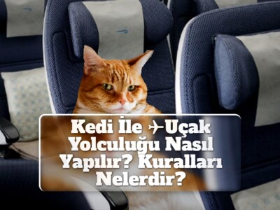 Kedi İle Uçak Yolculuğu Nasıl Yapılır? Kuralları Nelerdir?