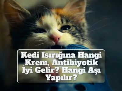 Kedi Isırığına Hangi Krem, Antibiyotik İyi Gelir? Hangi Aşı Yapılır?