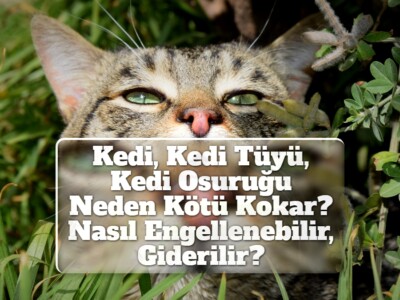 Kedi, Kedi Tüyü, Kedi Osuruğu Neden Kötü Kokar? Nasıl Engellenebilir, Giderilir?