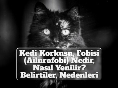 Kedi Korkusu, Fobisi (Ailurofobi) Nedir, Nasıl Yenilir? [Belirtiler, Nedenleri]