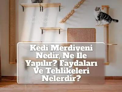 Kedi Merdiveni Nedir, Ne İle Yapılır? Faydaları Ve Tehlikeleri Nelerdir?