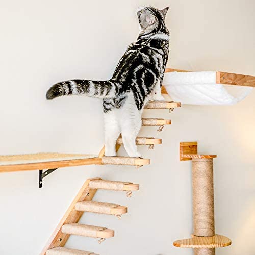 Kedi Merdiveni Nedir, Ne İle Yapılır? Faydaları Ve Tehlikeleri Nelerdir?